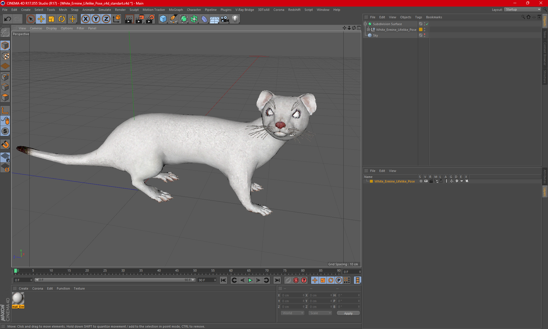 3D White Ermine Lifelike Pose