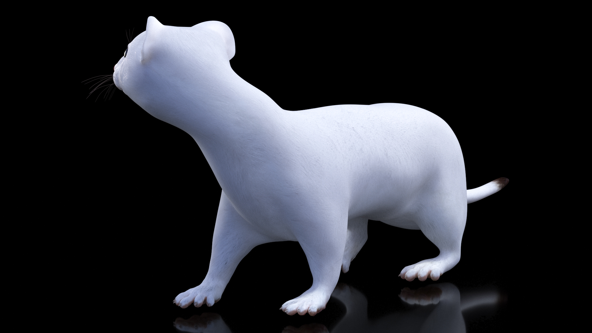 3D White Ermine Lifelike Pose