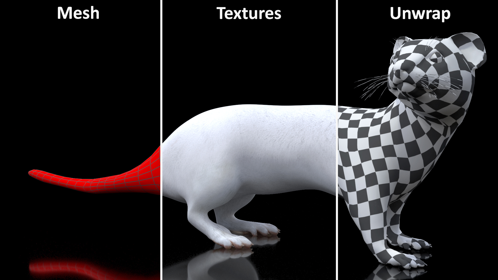3D White Ermine Lifelike Pose