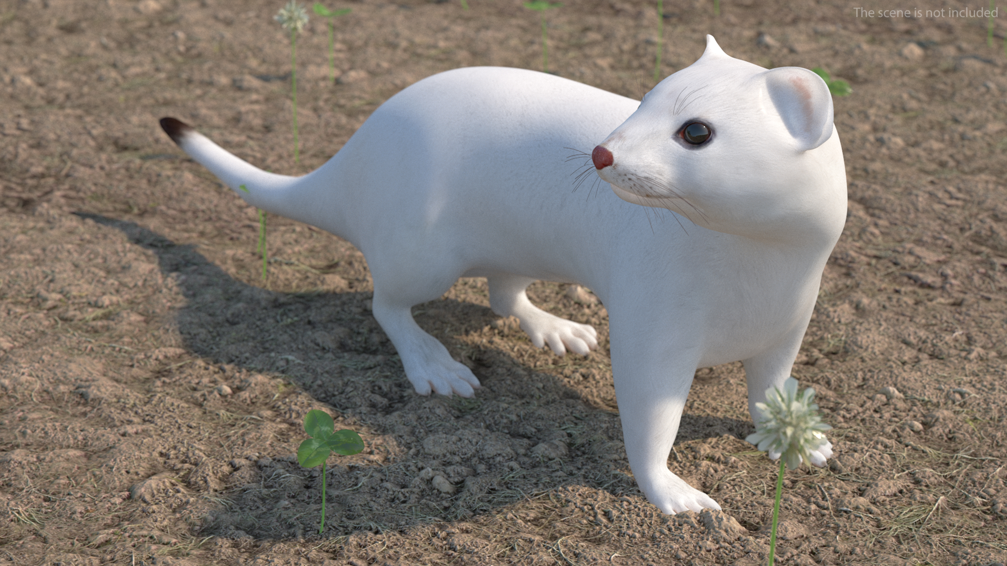 3D White Ermine Lifelike Pose