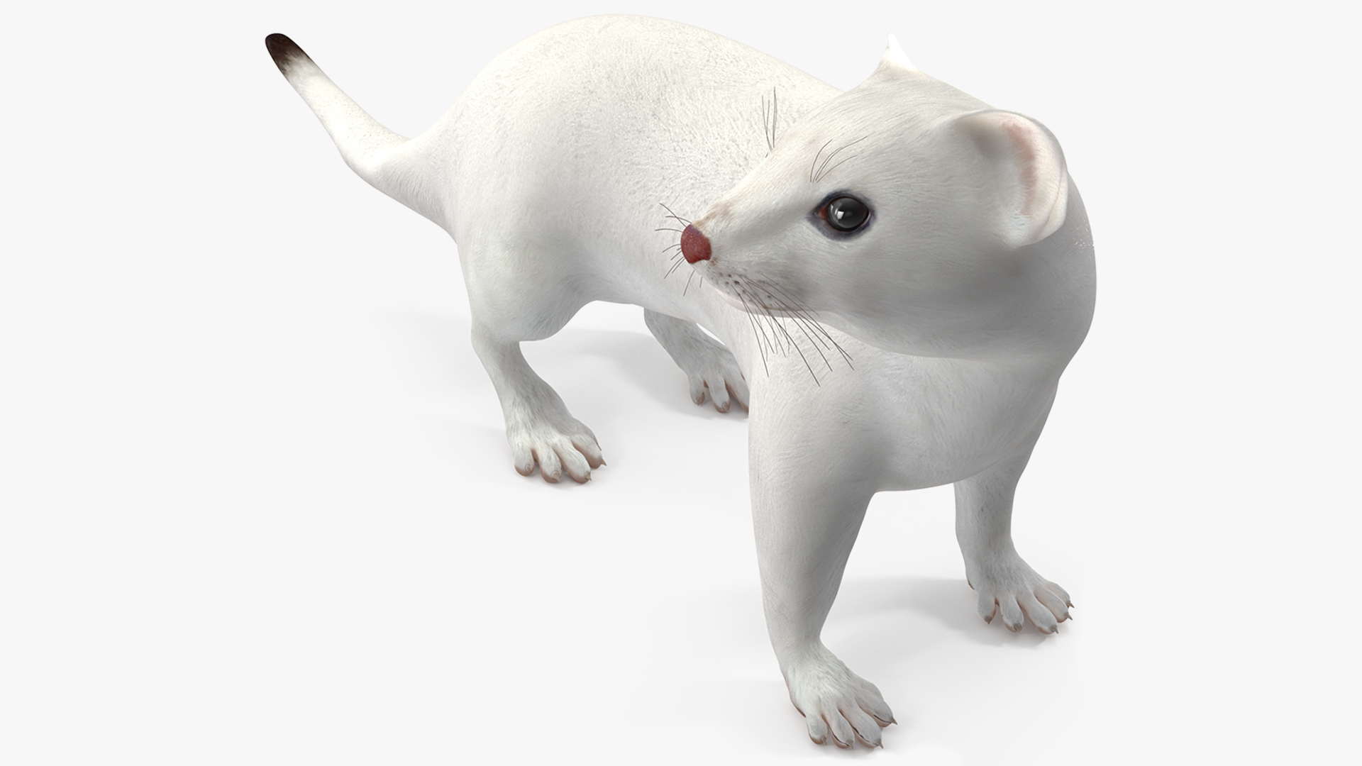 3D White Ermine Lifelike Pose