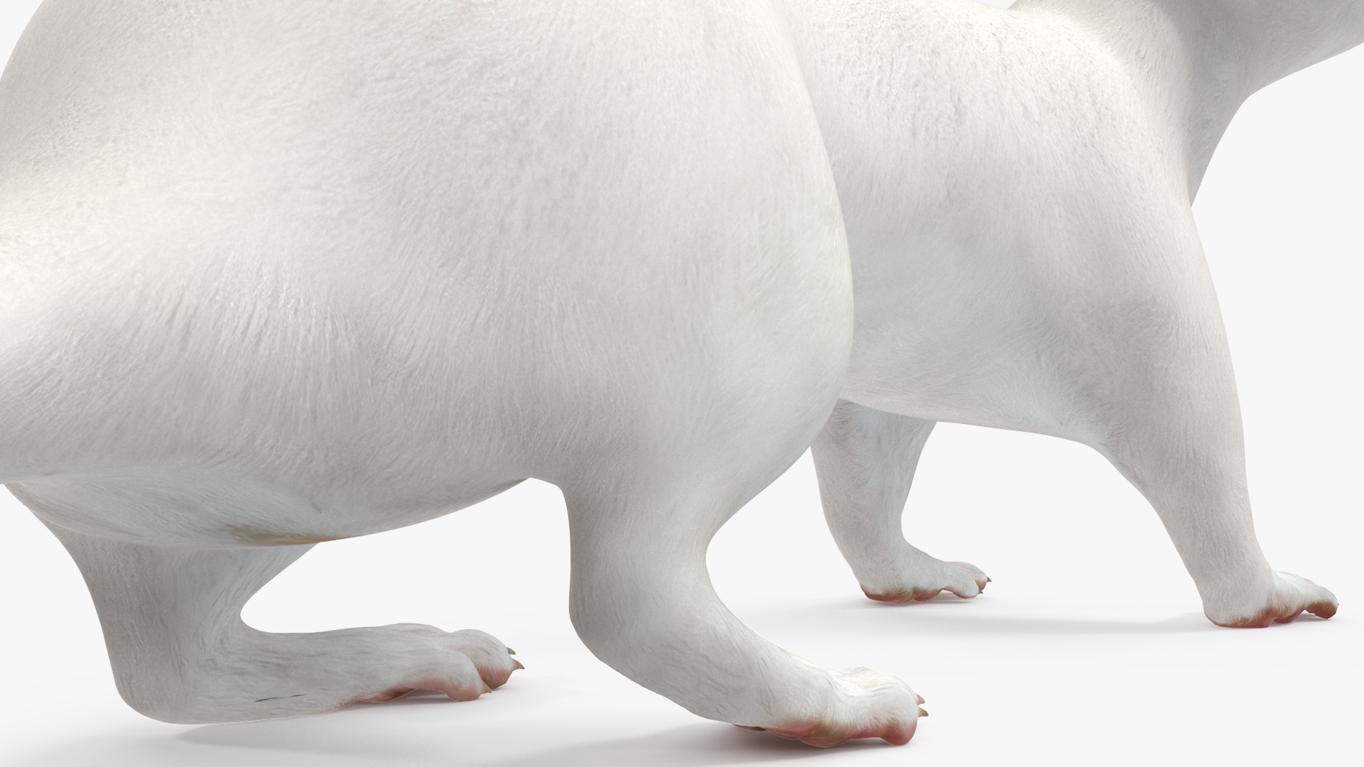 3D White Ermine Lifelike Pose