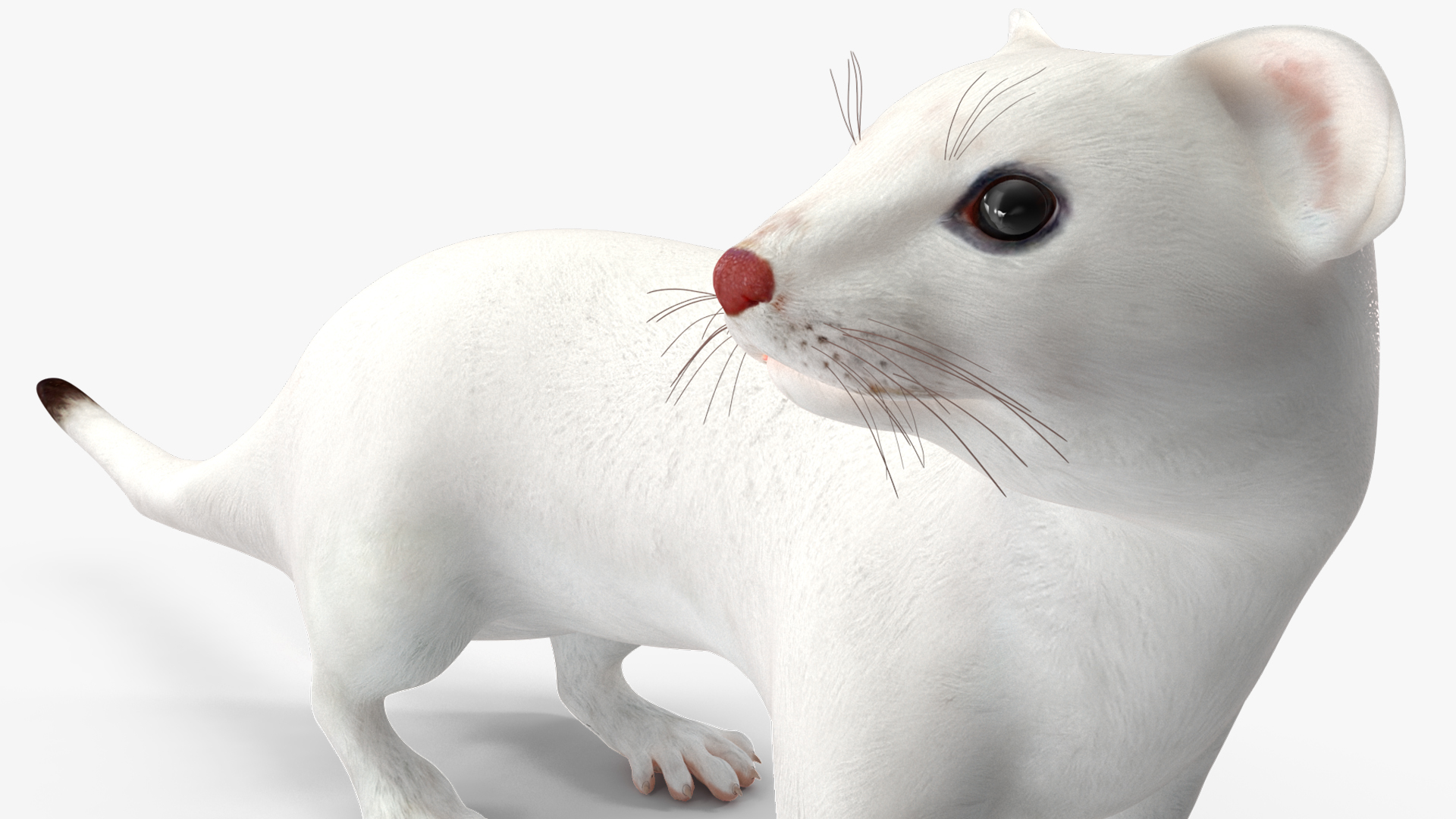 3D White Ermine Lifelike Pose