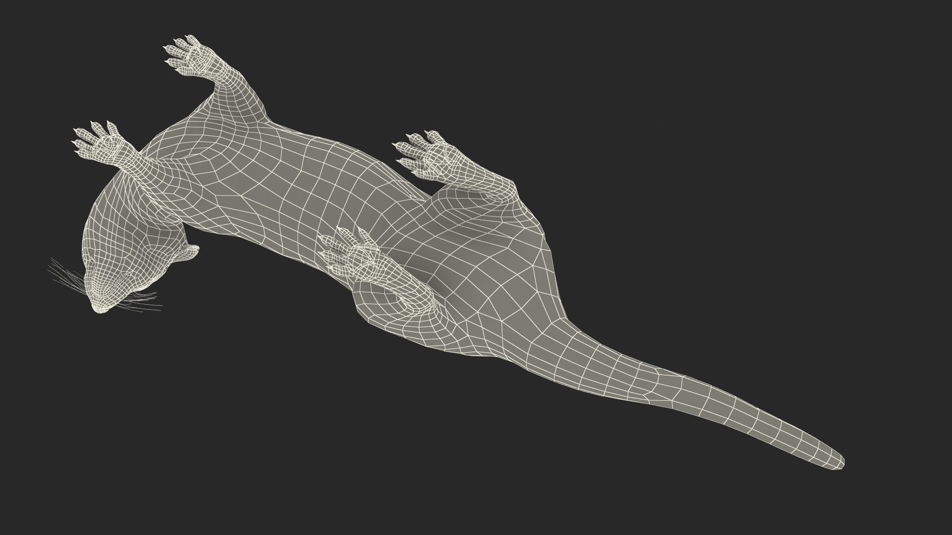 3D White Ermine Lifelike Pose