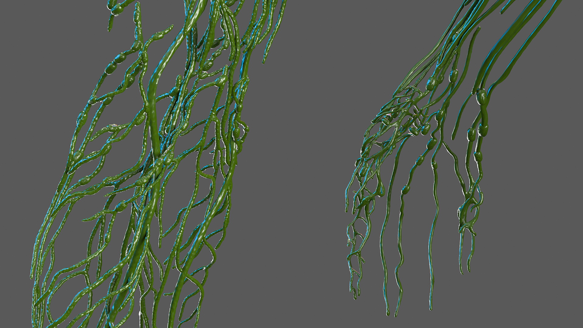 3D Female Lymphatic System Anatomy
