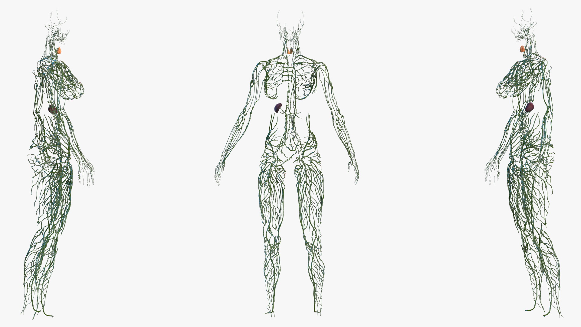 3D Female Lymphatic System Anatomy