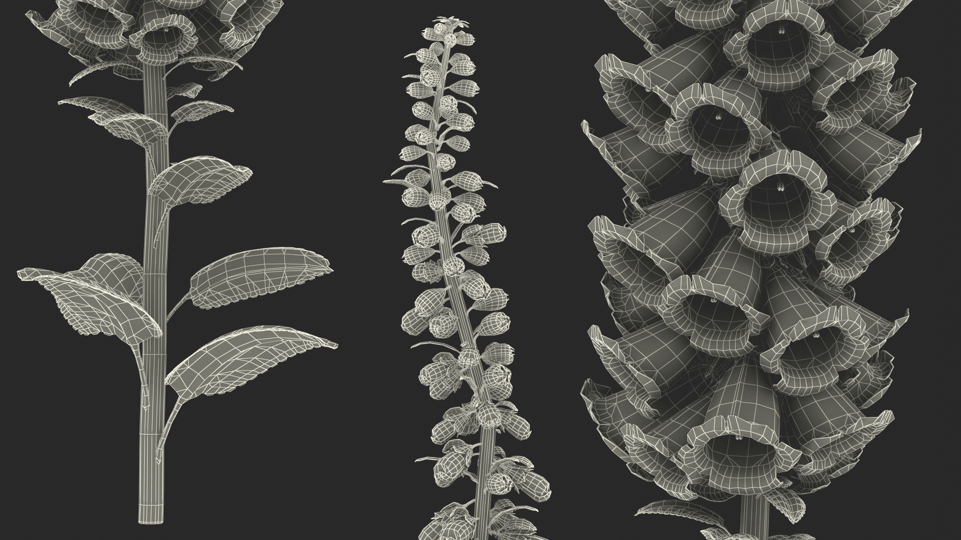 3D Pink Foxglove model