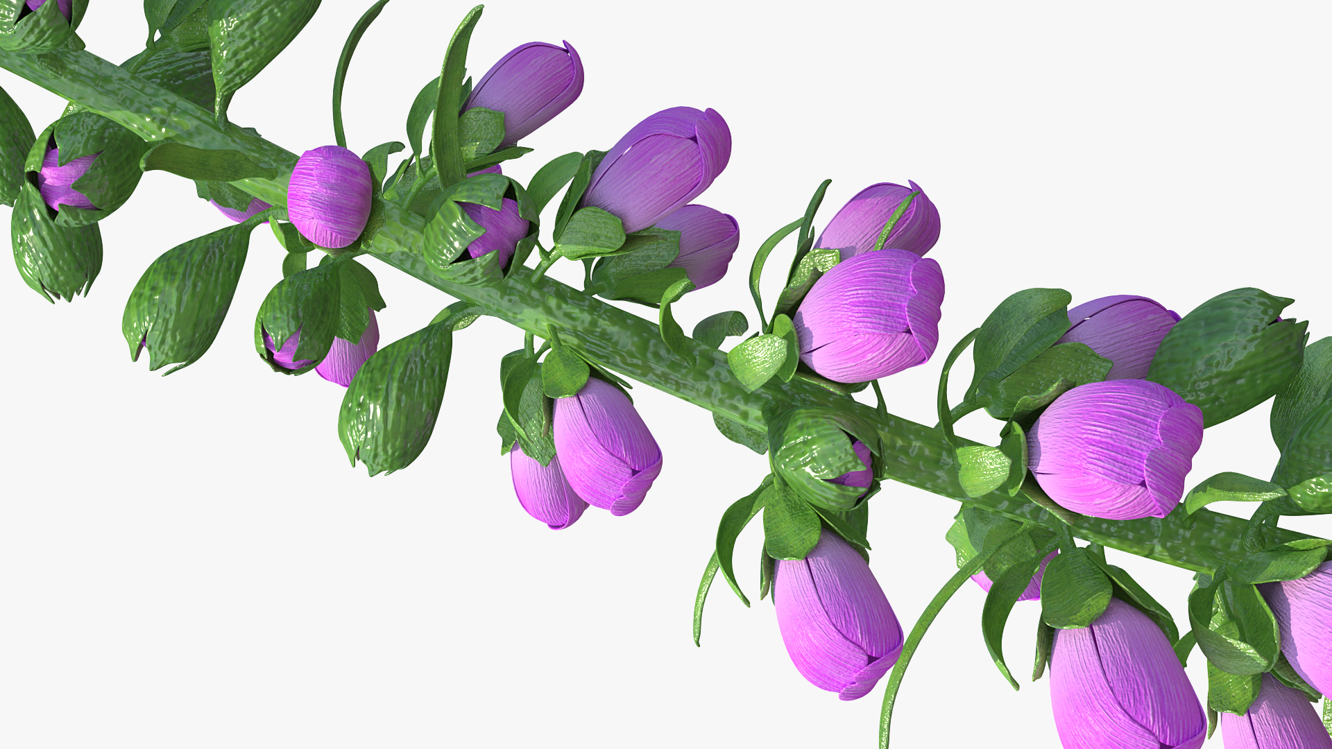 3D Pink Foxglove model