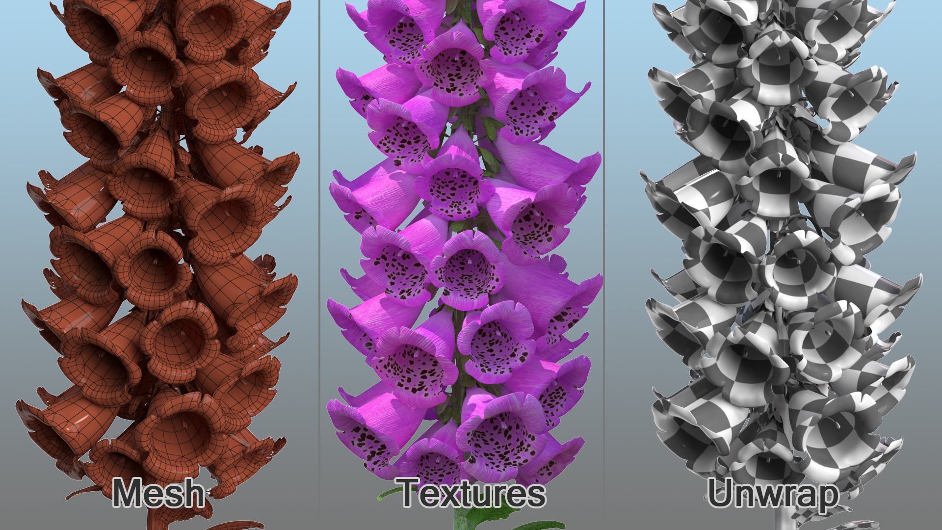 3D Pink Foxglove model