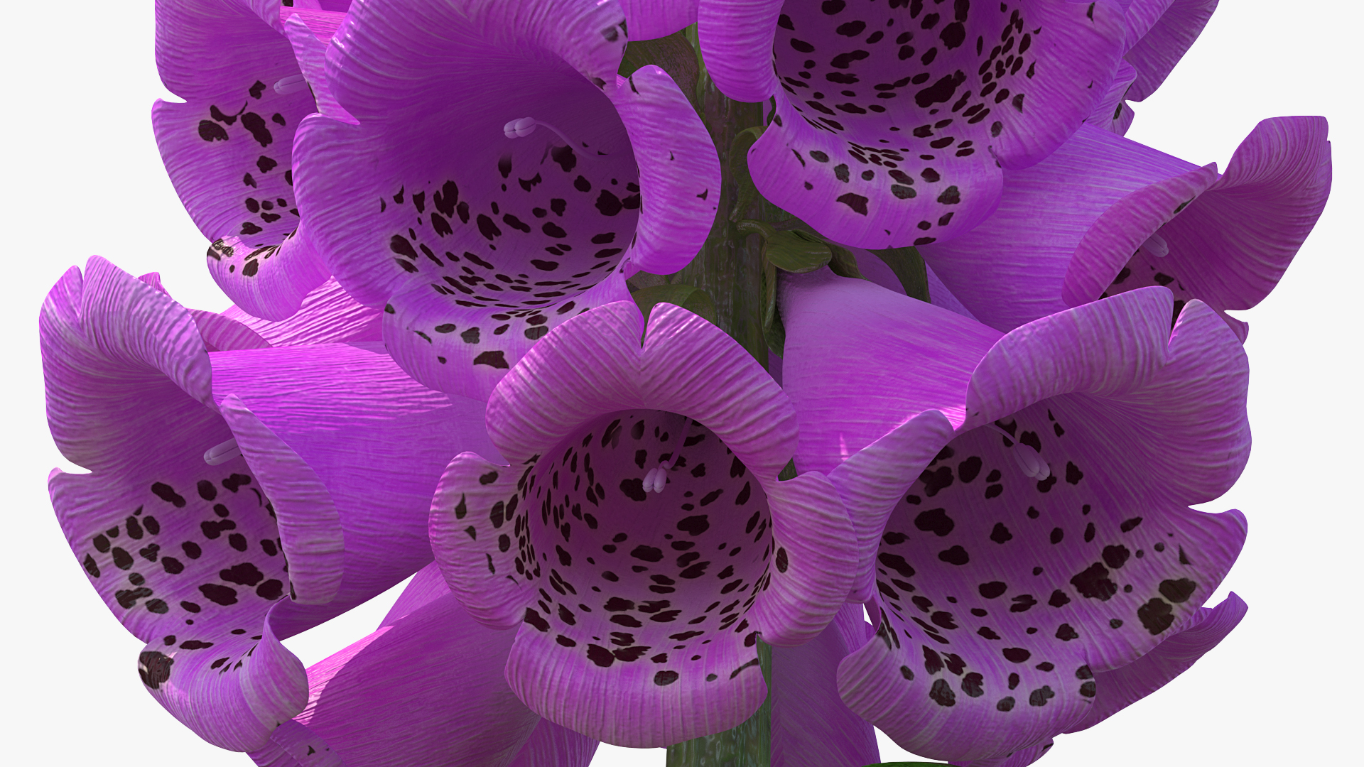 3D Pink Foxglove model