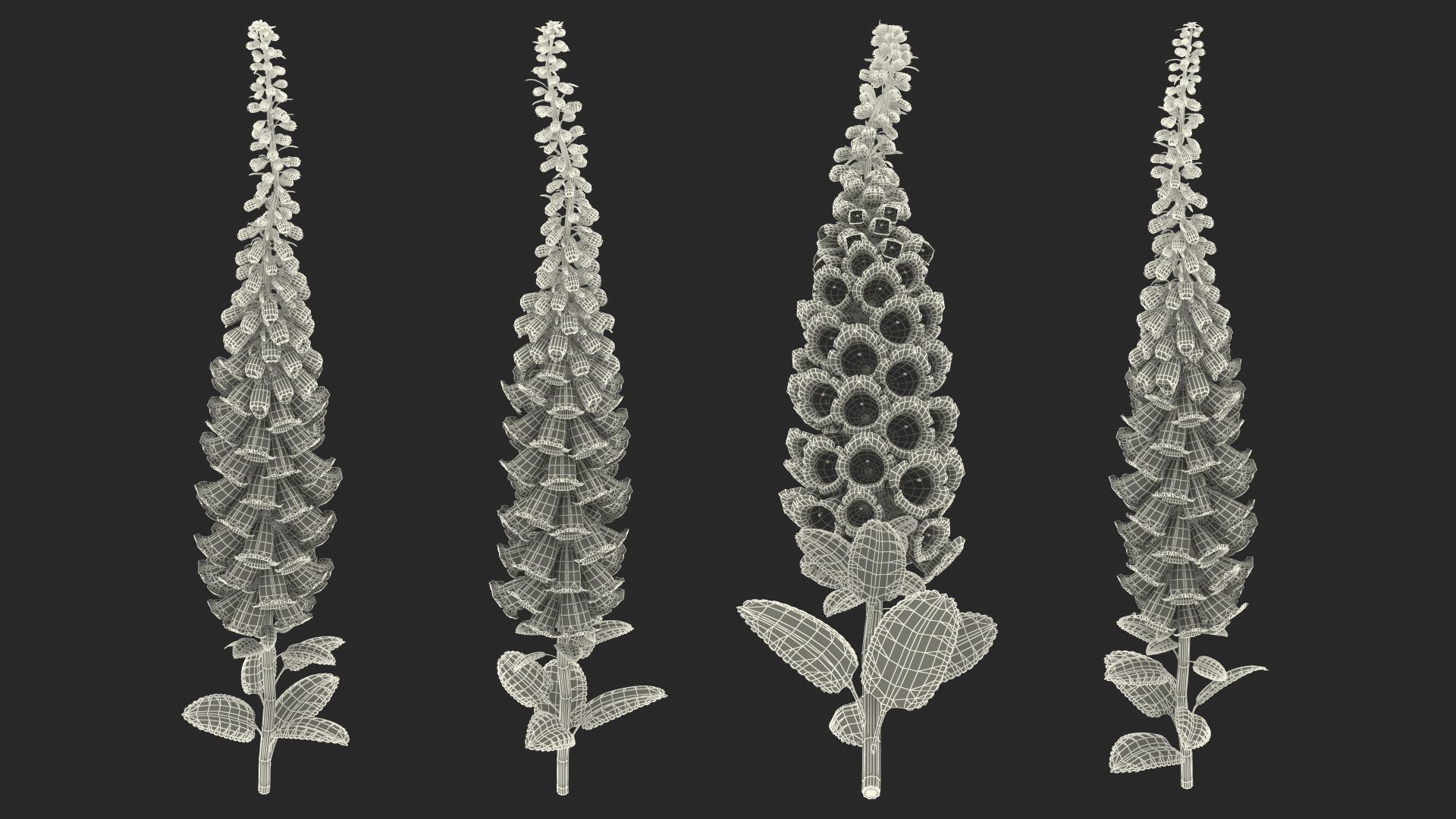 3D Pink Foxglove model
