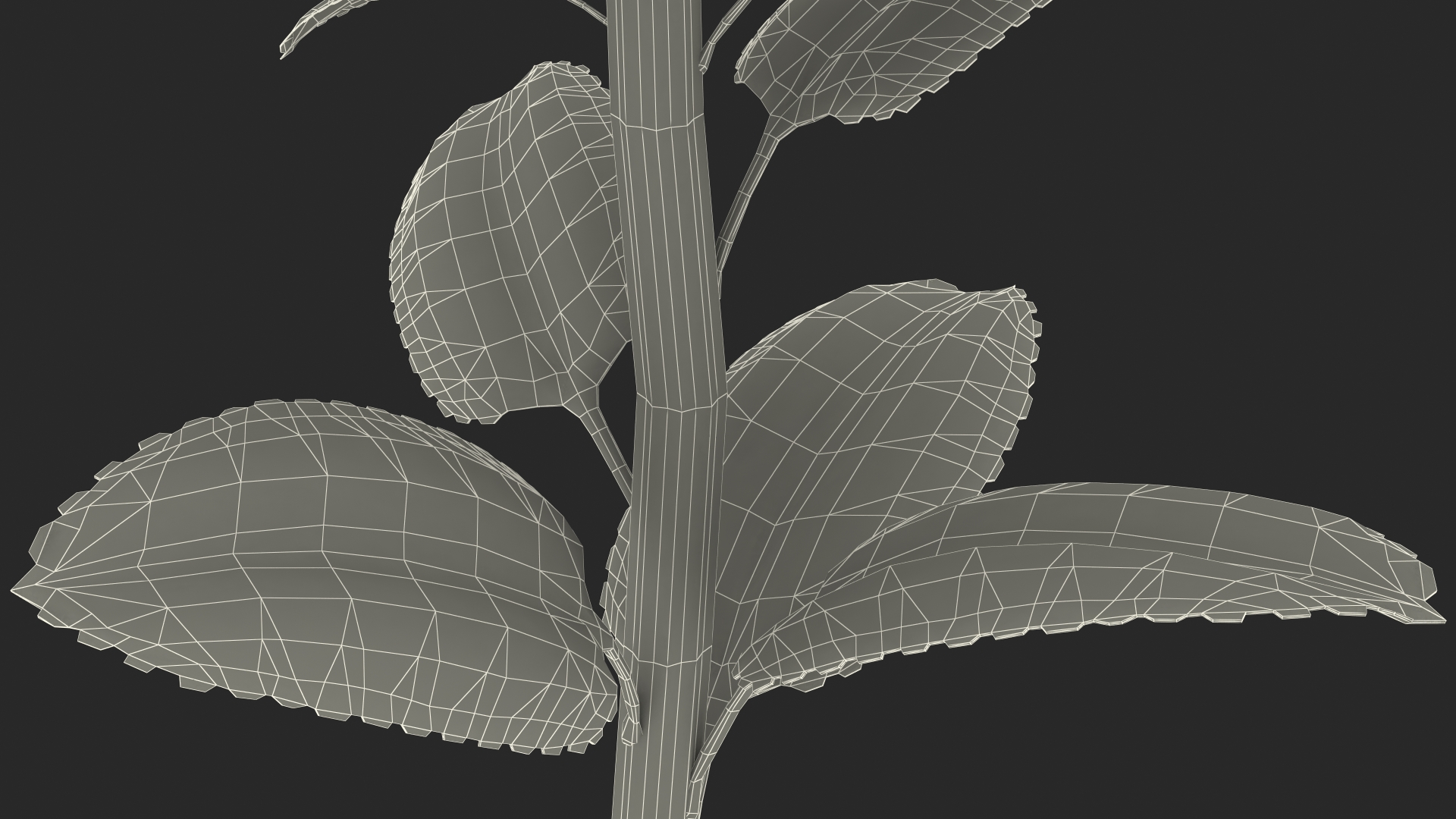 3D Pink Foxglove model