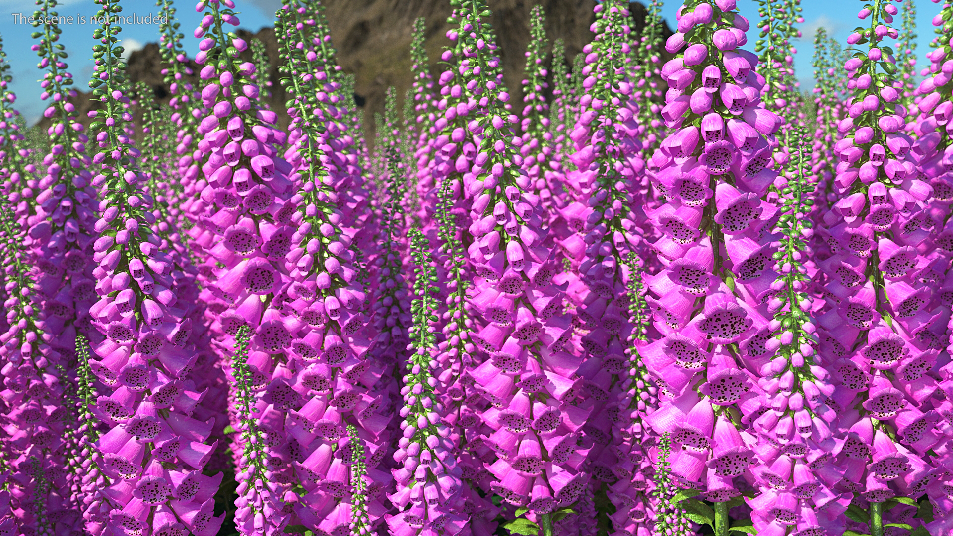 3D Pink Foxglove model