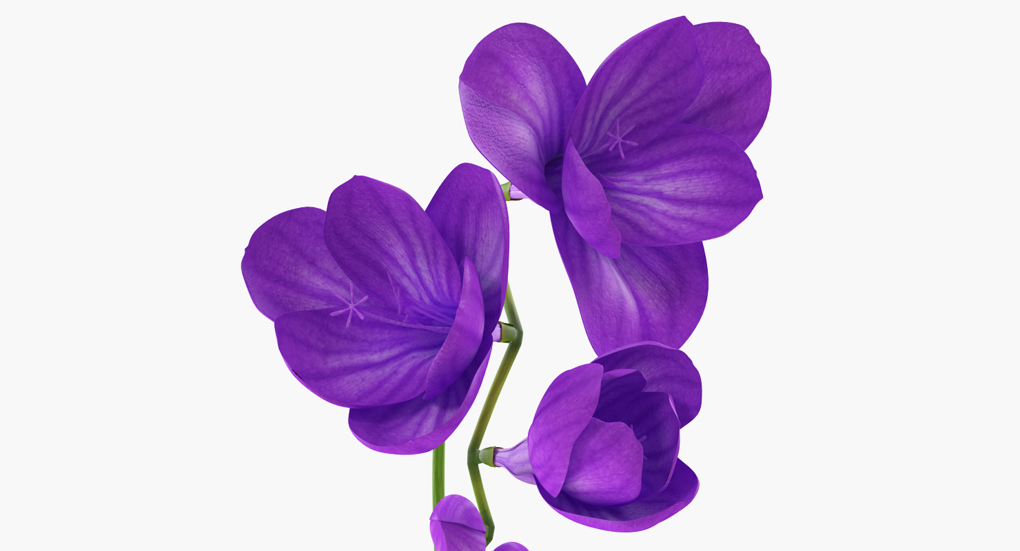 3D model Freesia Bouquet