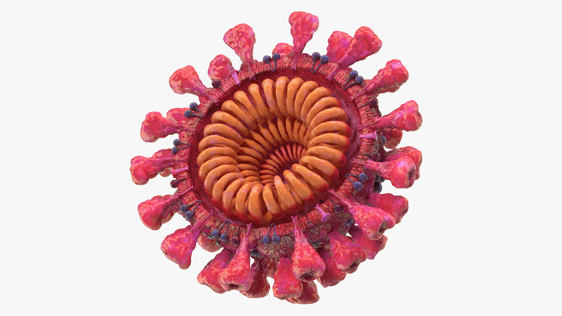 3D Coronavirus 2019-nCoV SARS-CoV-2 Cross Section