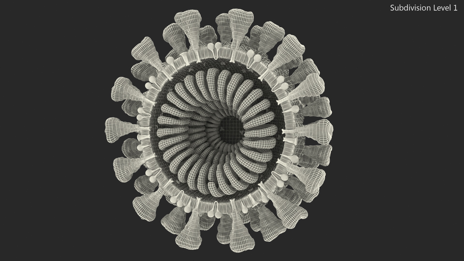 3D Coronavirus 2019-nCoV SARS-CoV-2 Cross Section