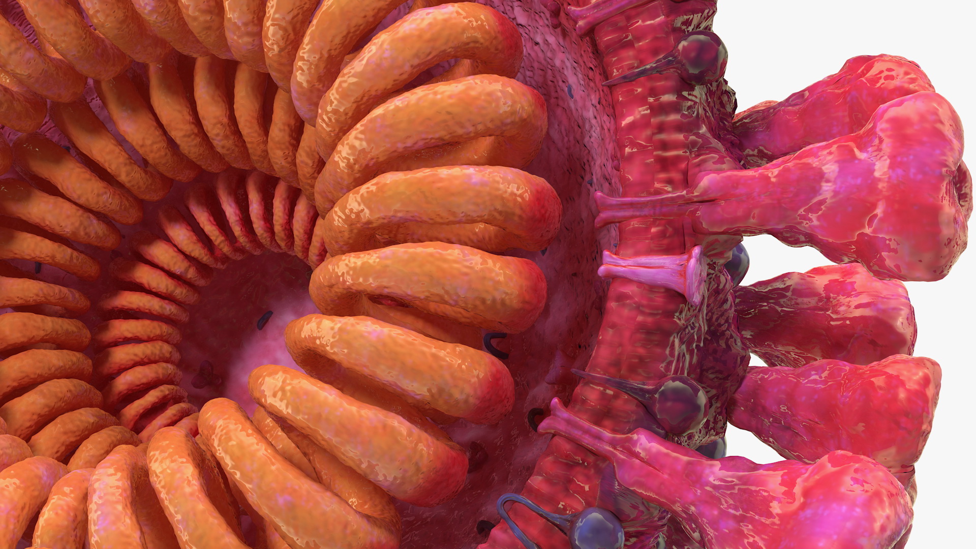 3D Coronavirus 2019-nCoV SARS-CoV-2 Cross Section