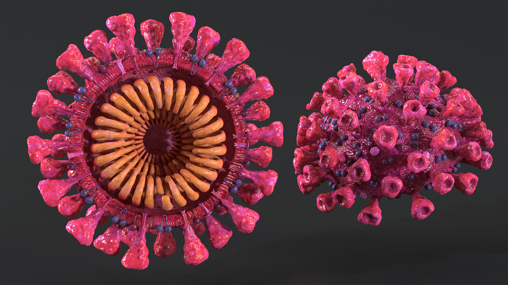 3D Coronavirus 2019-nCoV SARS-CoV-2 Cross Section