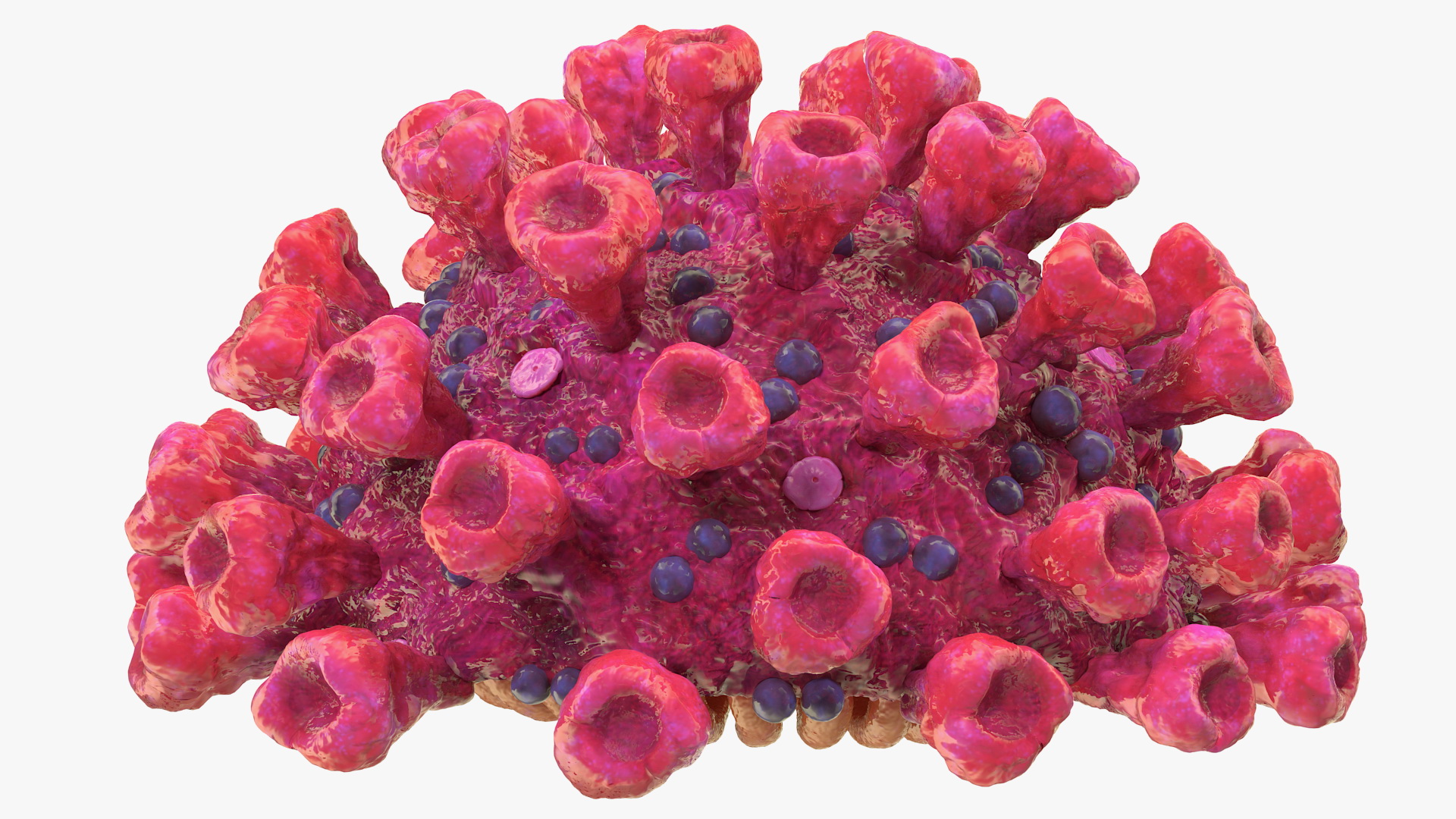 3D Coronavirus 2019-nCoV SARS-CoV-2 Cross Section