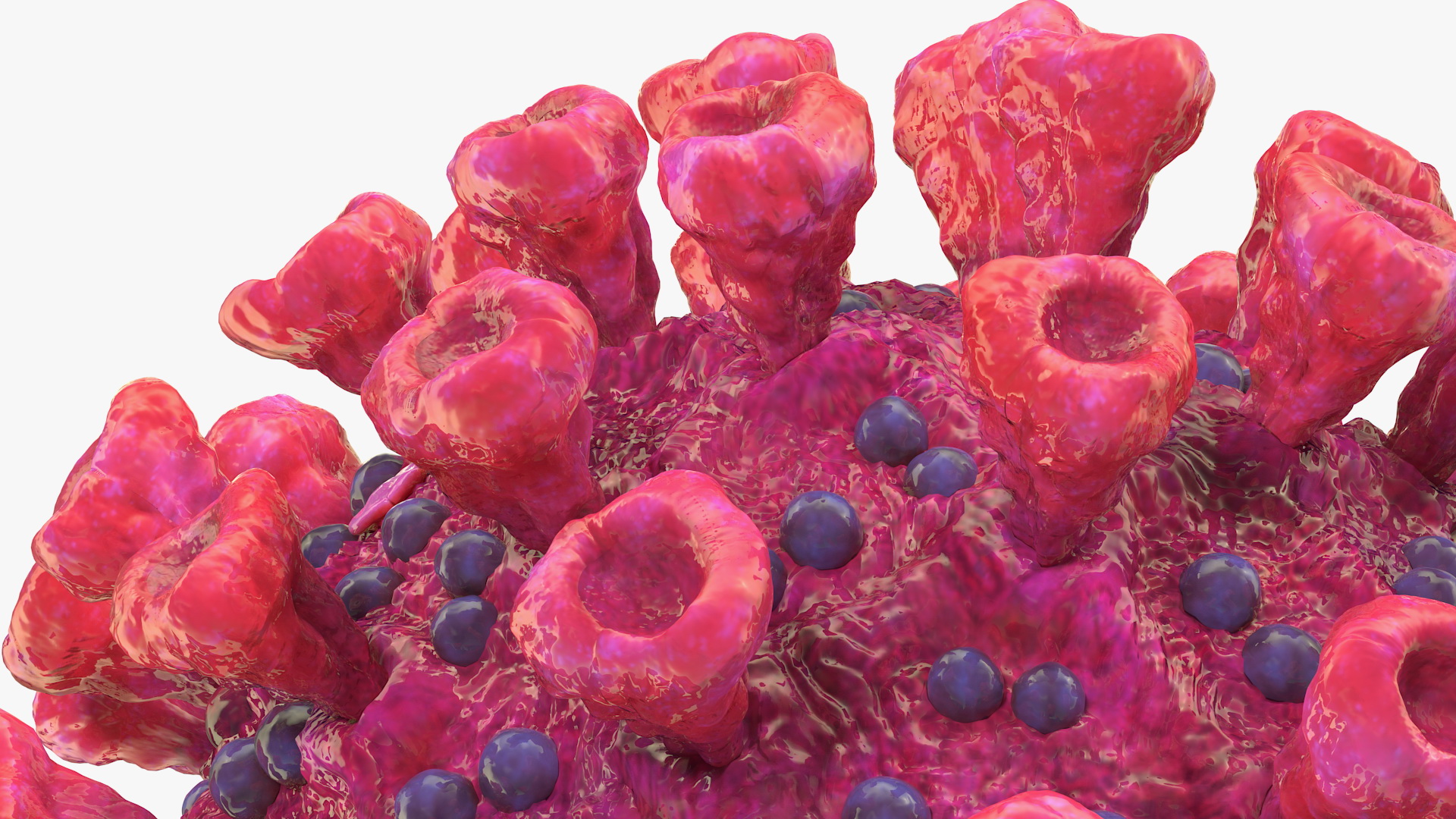 3D Coronavirus 2019-nCoV SARS-CoV-2 Cross Section