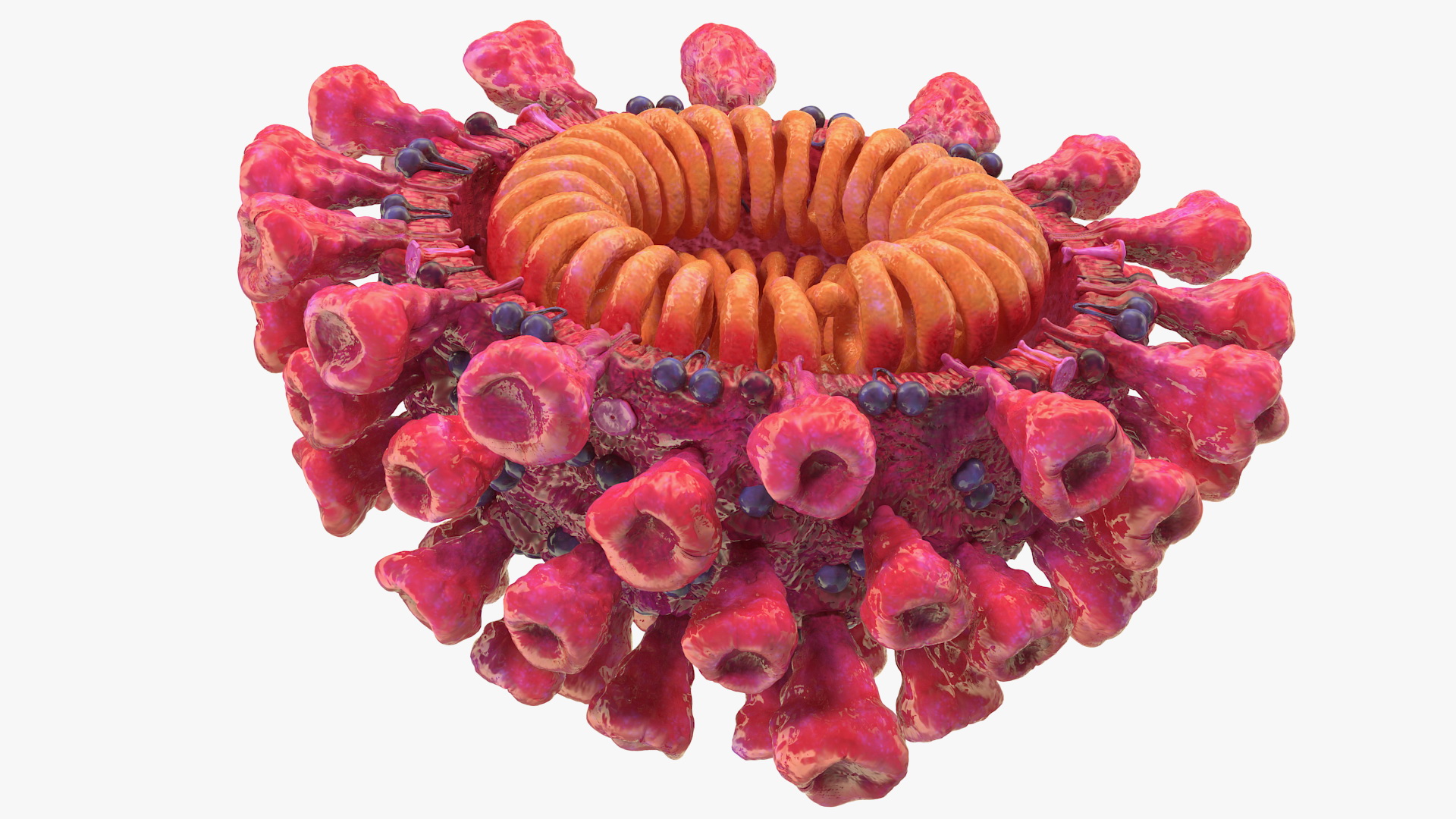 3D Coronavirus 2019-nCoV SARS-CoV-2 Cross Section