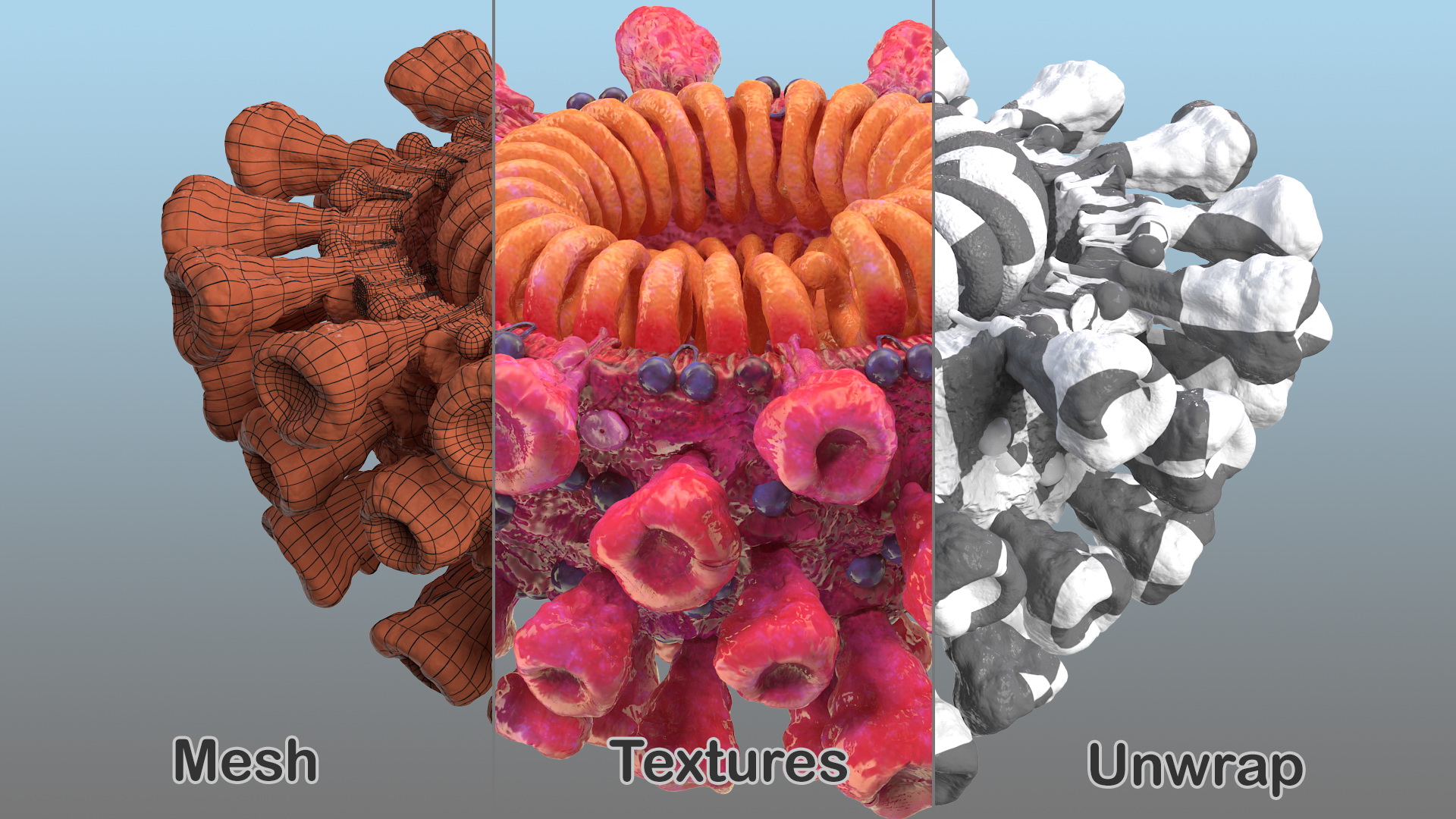 3D Coronavirus 2019-nCoV SARS-CoV-2 Cross Section
