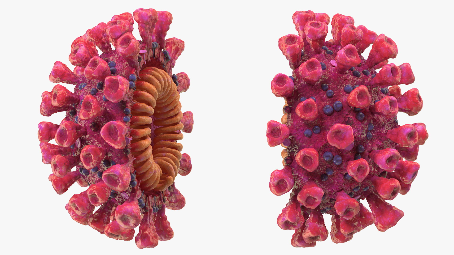 3D Coronavirus 2019-nCoV SARS-CoV-2 Cross Section