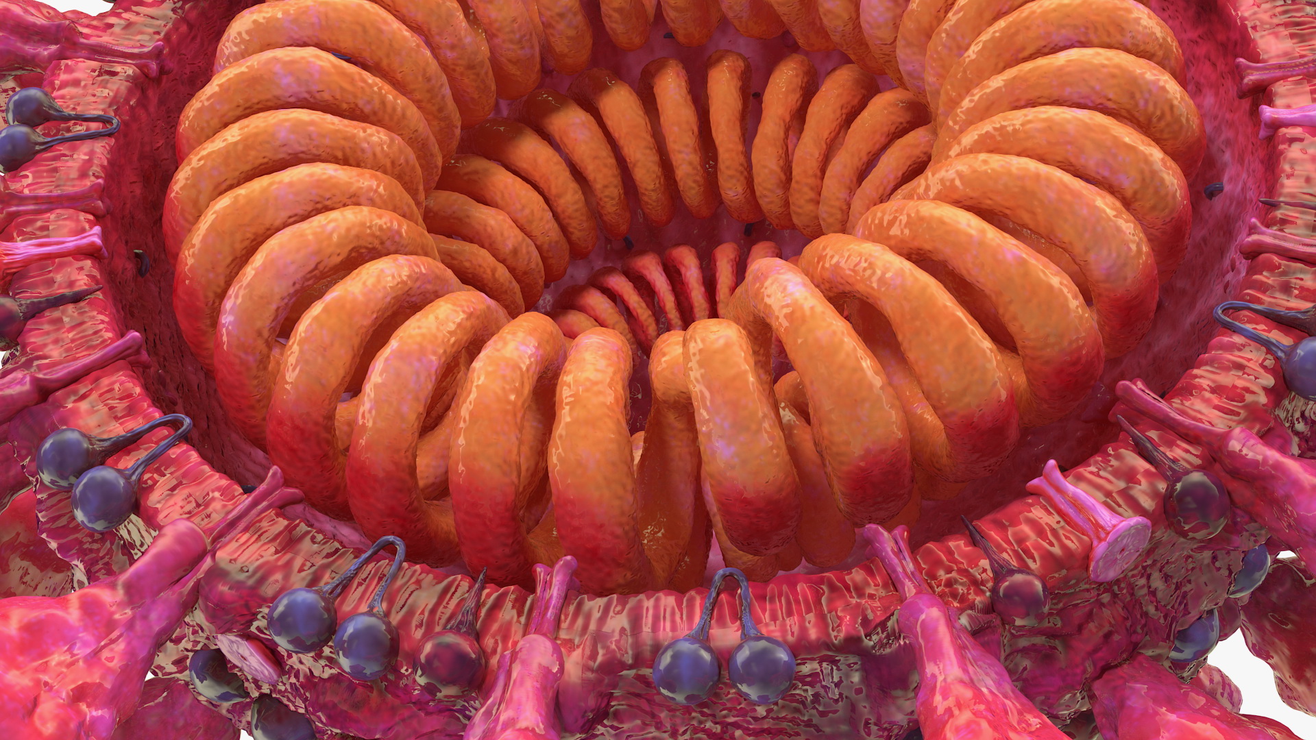 3D Coronavirus 2019-nCoV SARS-CoV-2 Cross Section
