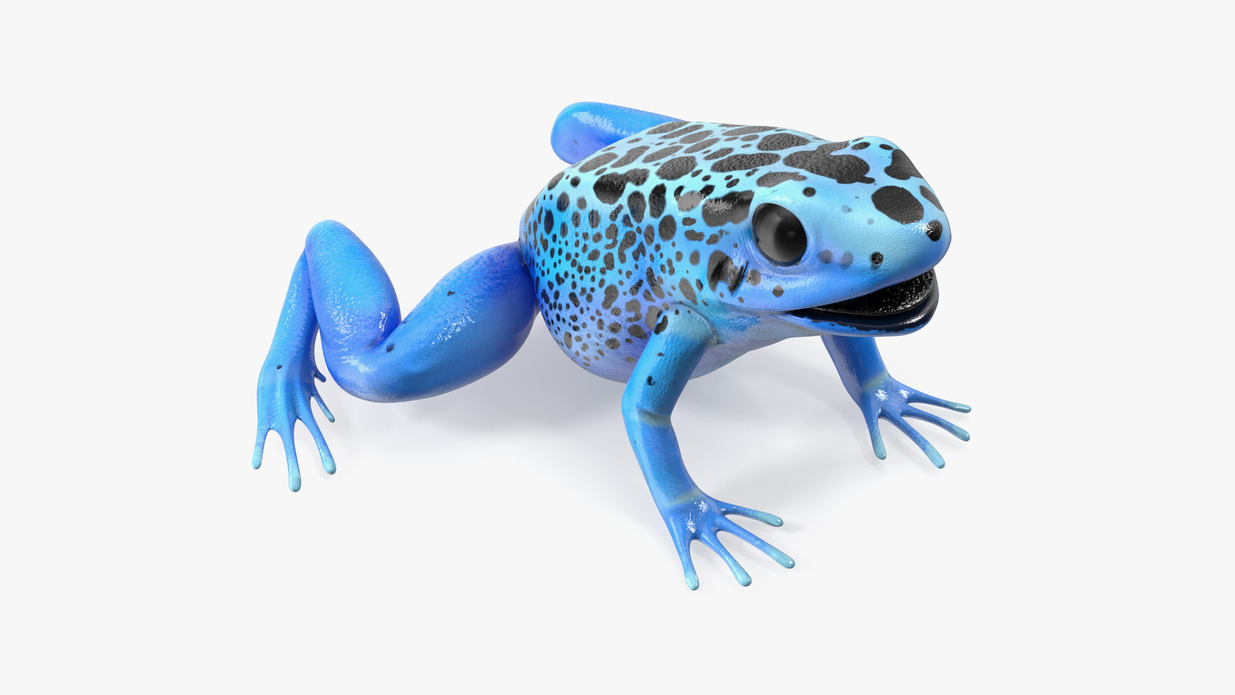 3D Blue Poison Arrow Frog Rigged for Cinema 4D model