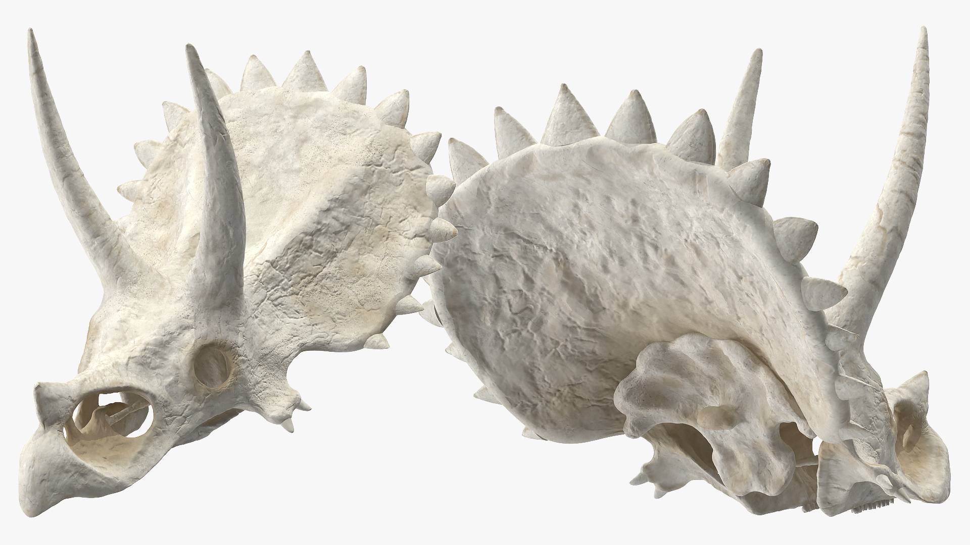 Triceratops Skull Part 3D
