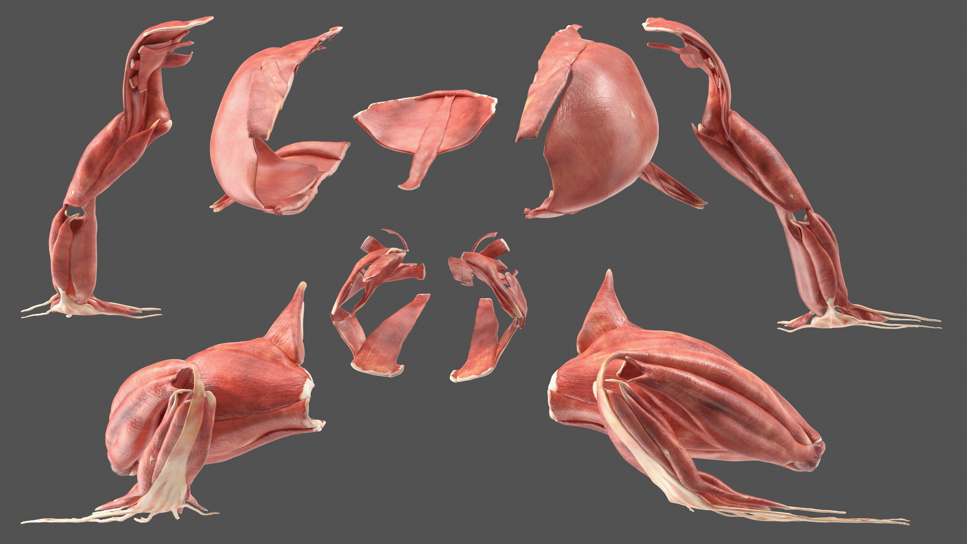 3D Complete Frog Body Anatomy