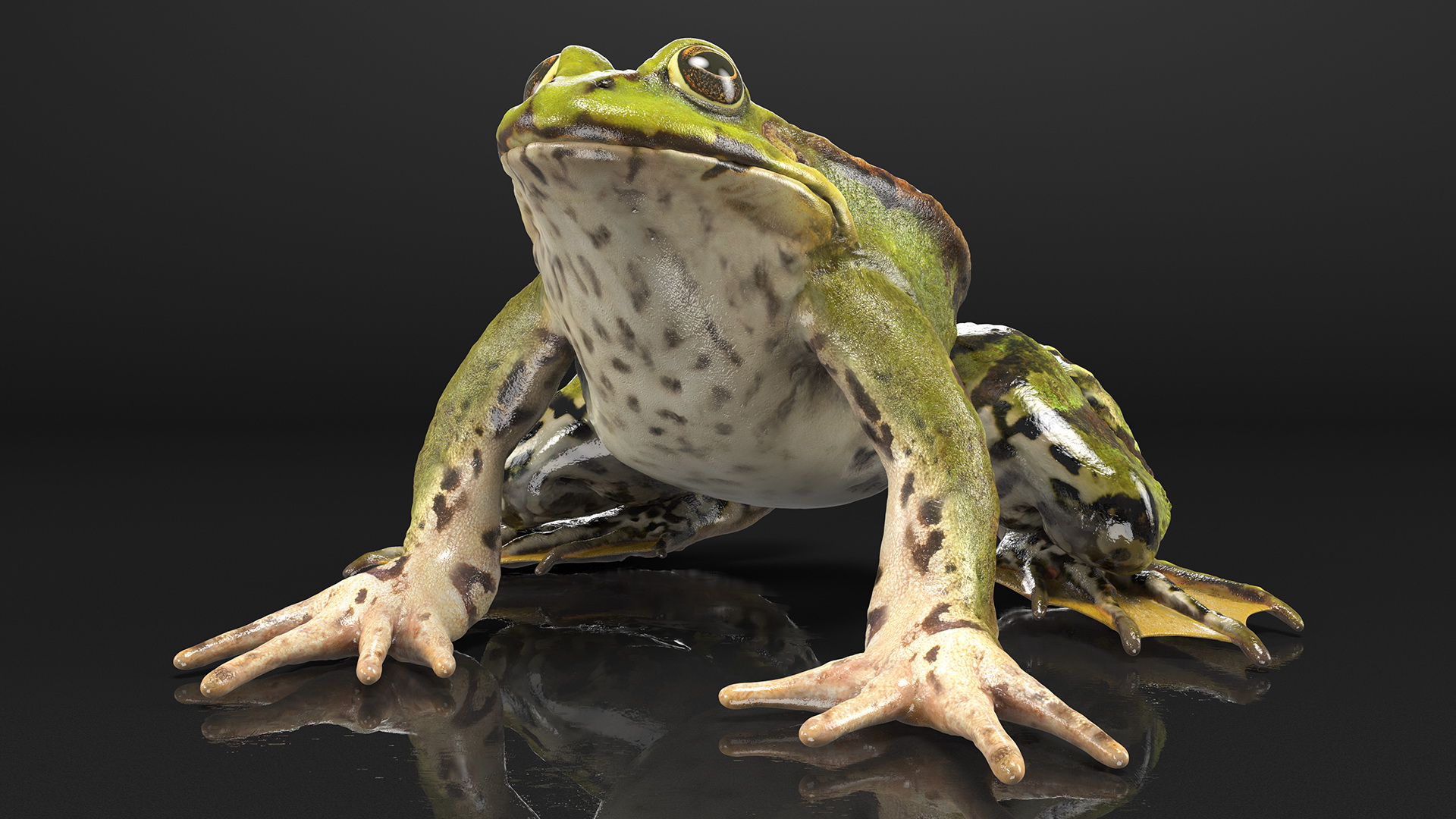 3D Complete Frog Body Anatomy