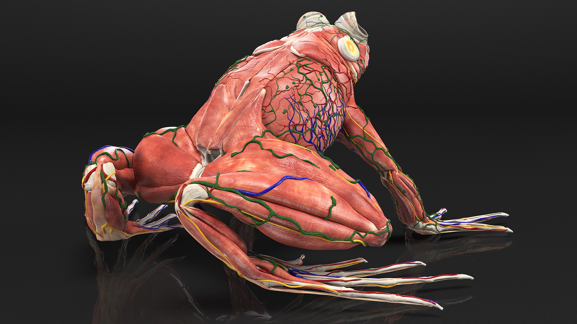 3D Complete Frog Body Anatomy