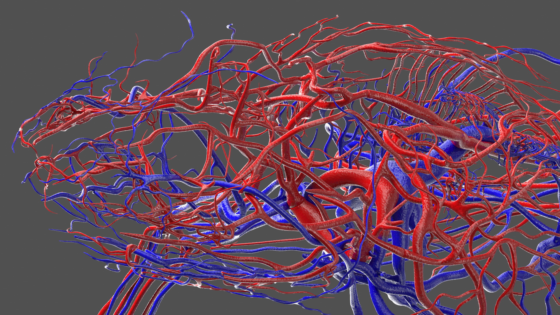 3D Complete Frog Body Anatomy