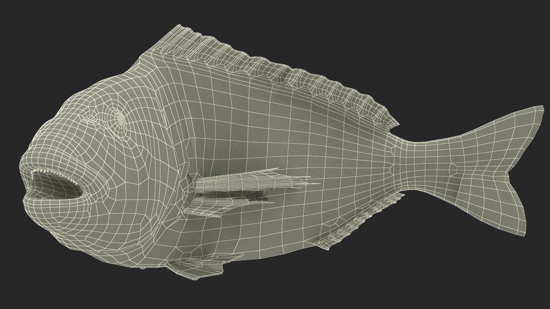 3D model Gilthead Bream Fish Rigged for Cinema 4D