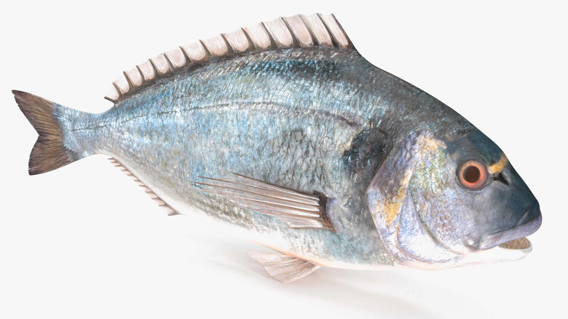 3D model Gilthead Bream Fish Rigged for Cinema 4D