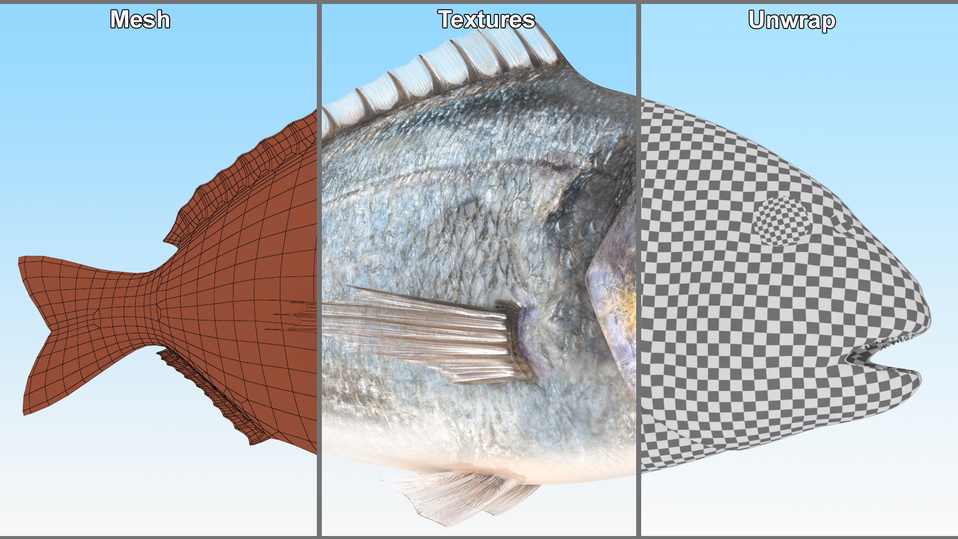 3D model Gilthead Bream Fish Rigged for Cinema 4D
