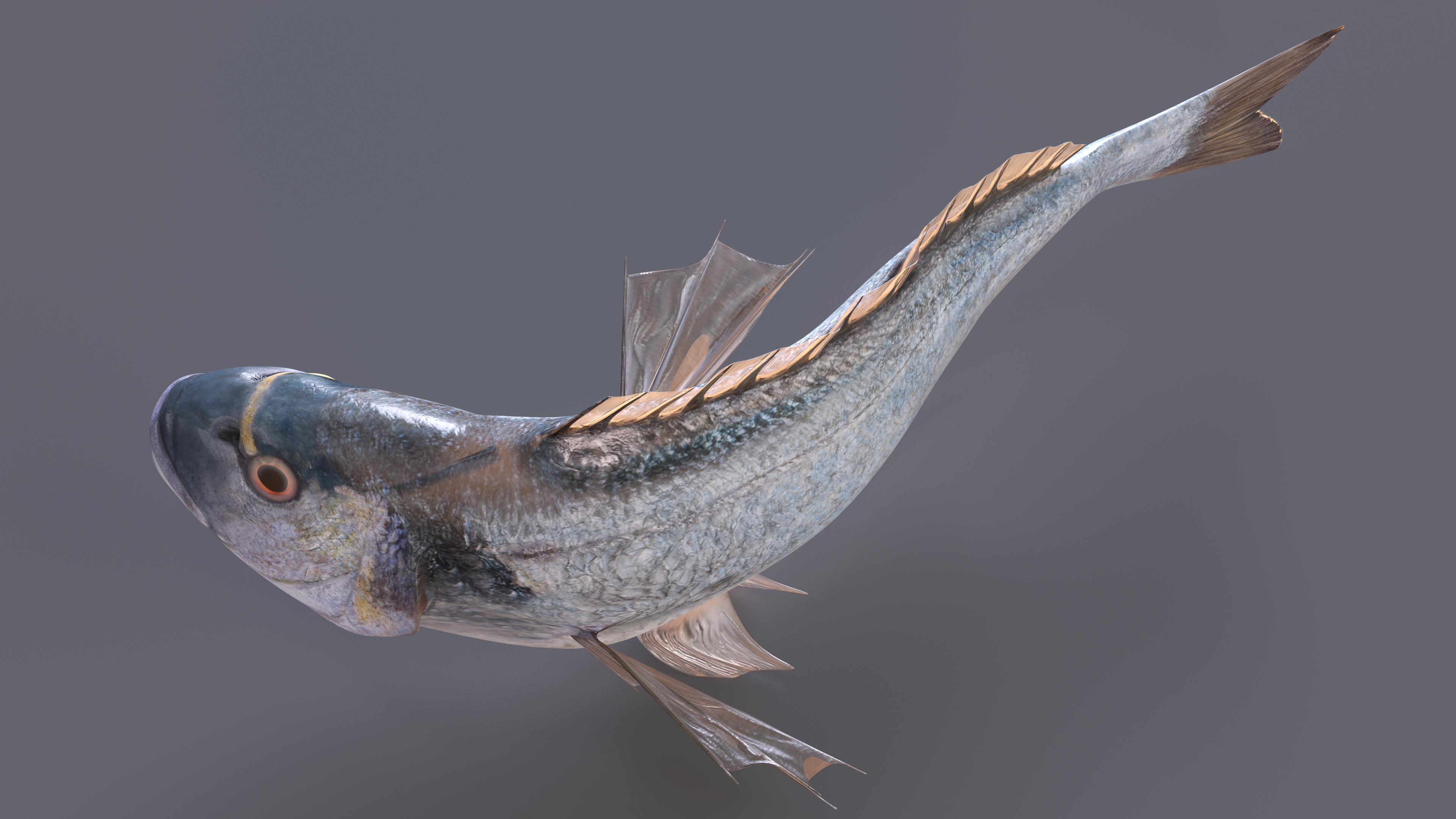 3D model Gilthead Bream Fish Rigged for Cinema 4D