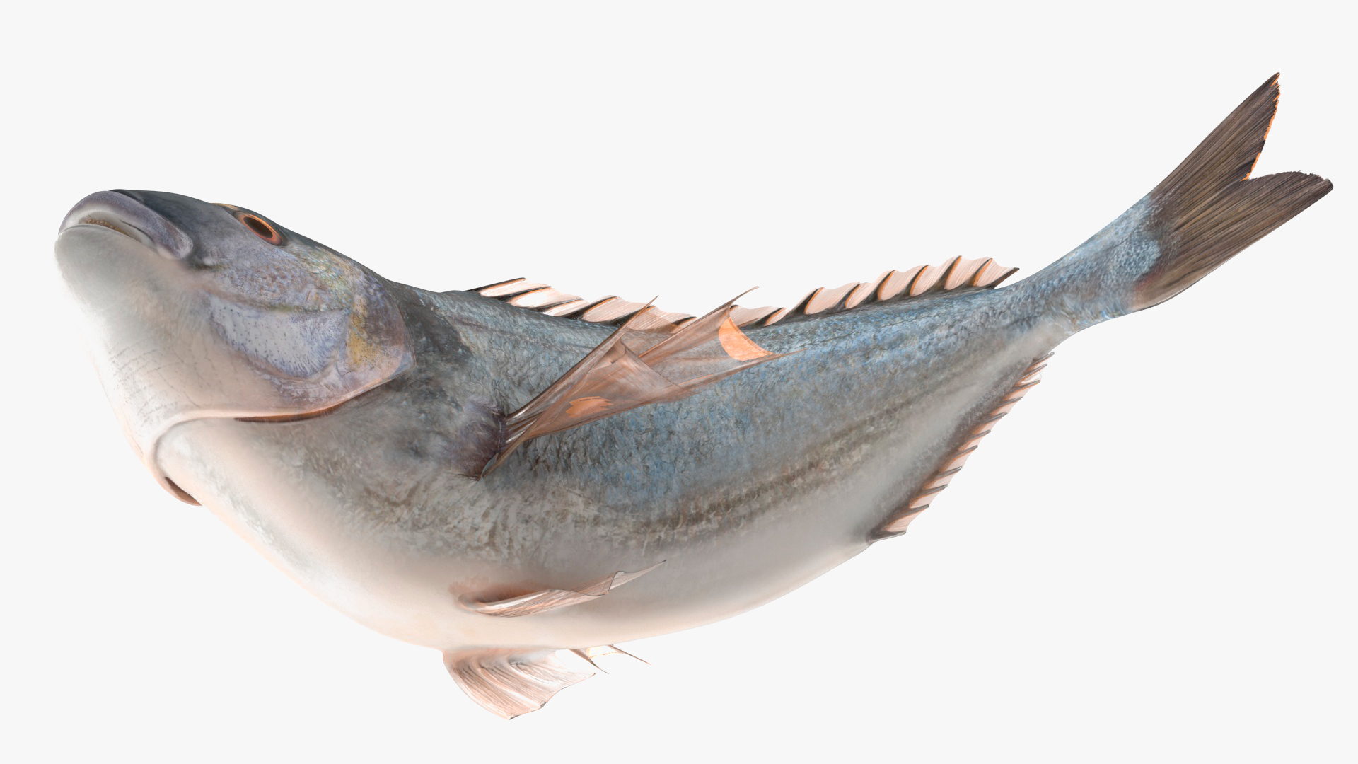 3D model Gilthead Bream Fish Rigged for Cinema 4D