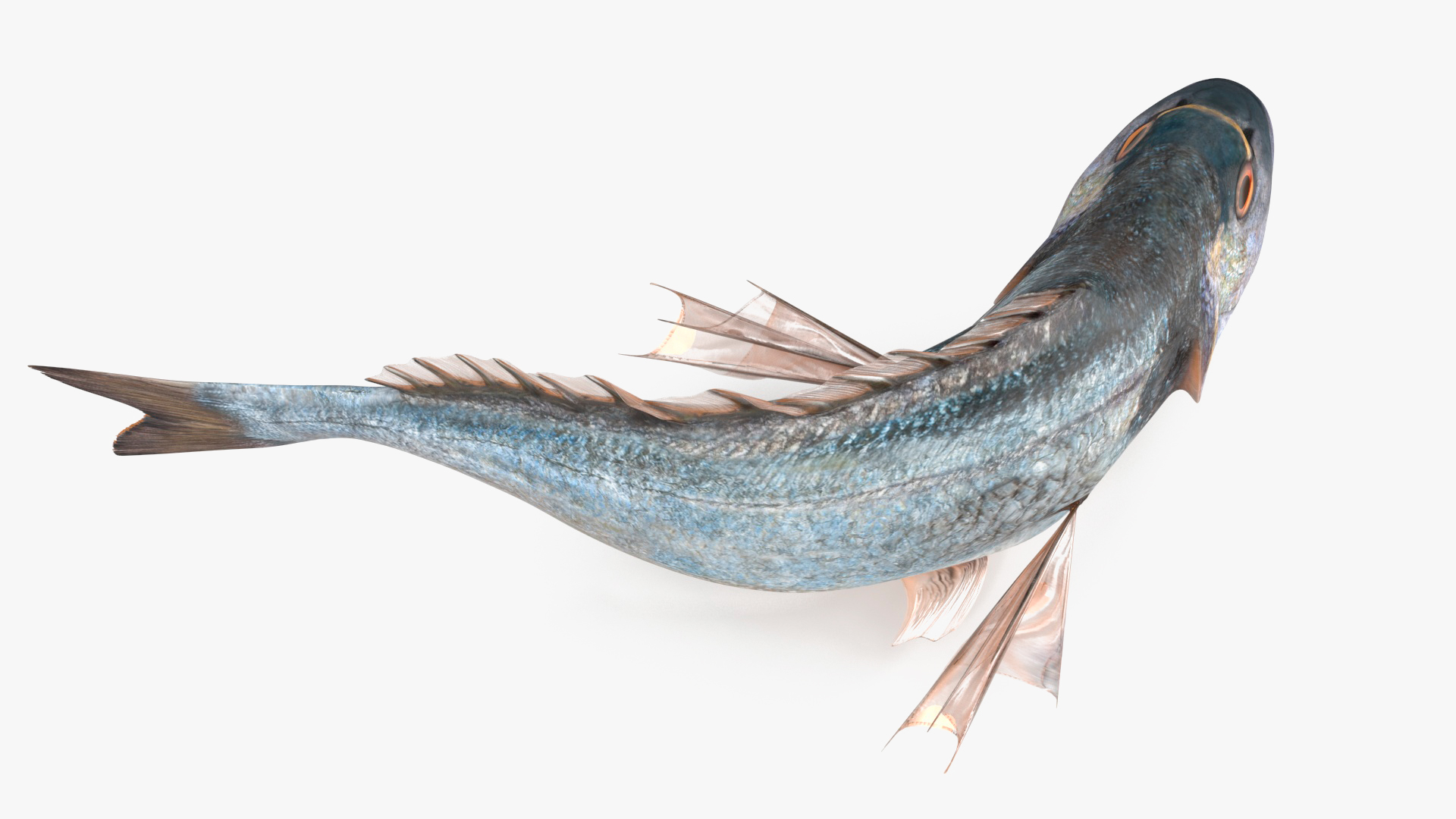 3D model Gilthead Bream Fish Rigged for Cinema 4D