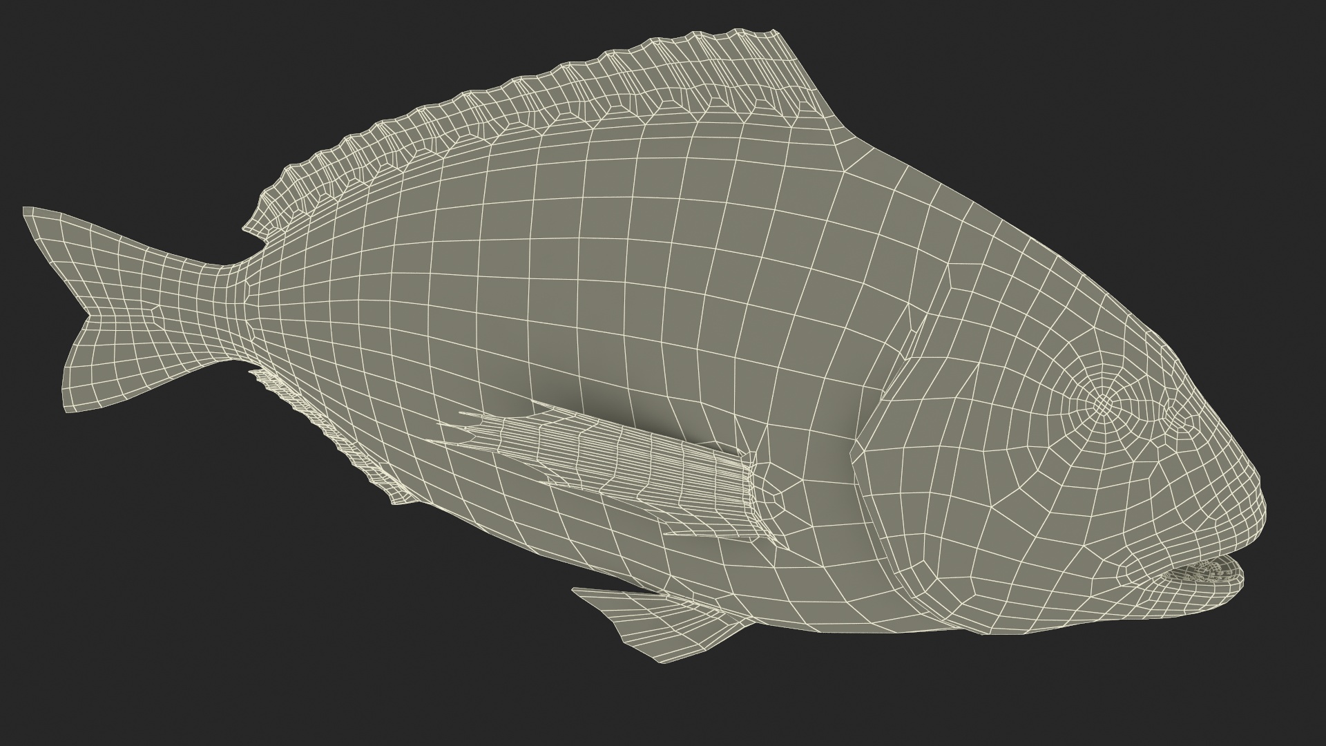 3D model Gilthead Bream Fish Rigged for Cinema 4D
