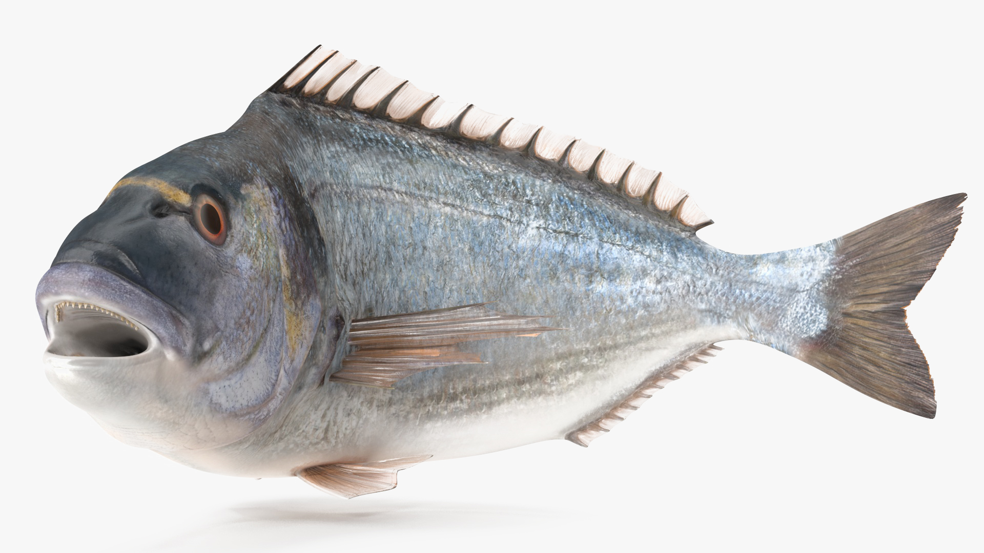 3D model Gilthead Bream Fish Rigged for Cinema 4D