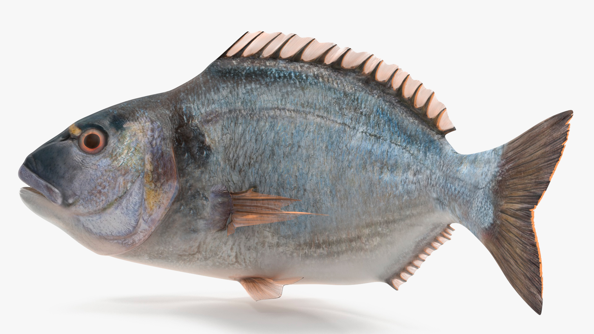 3D model Gilthead Bream Fish Rigged for Cinema 4D