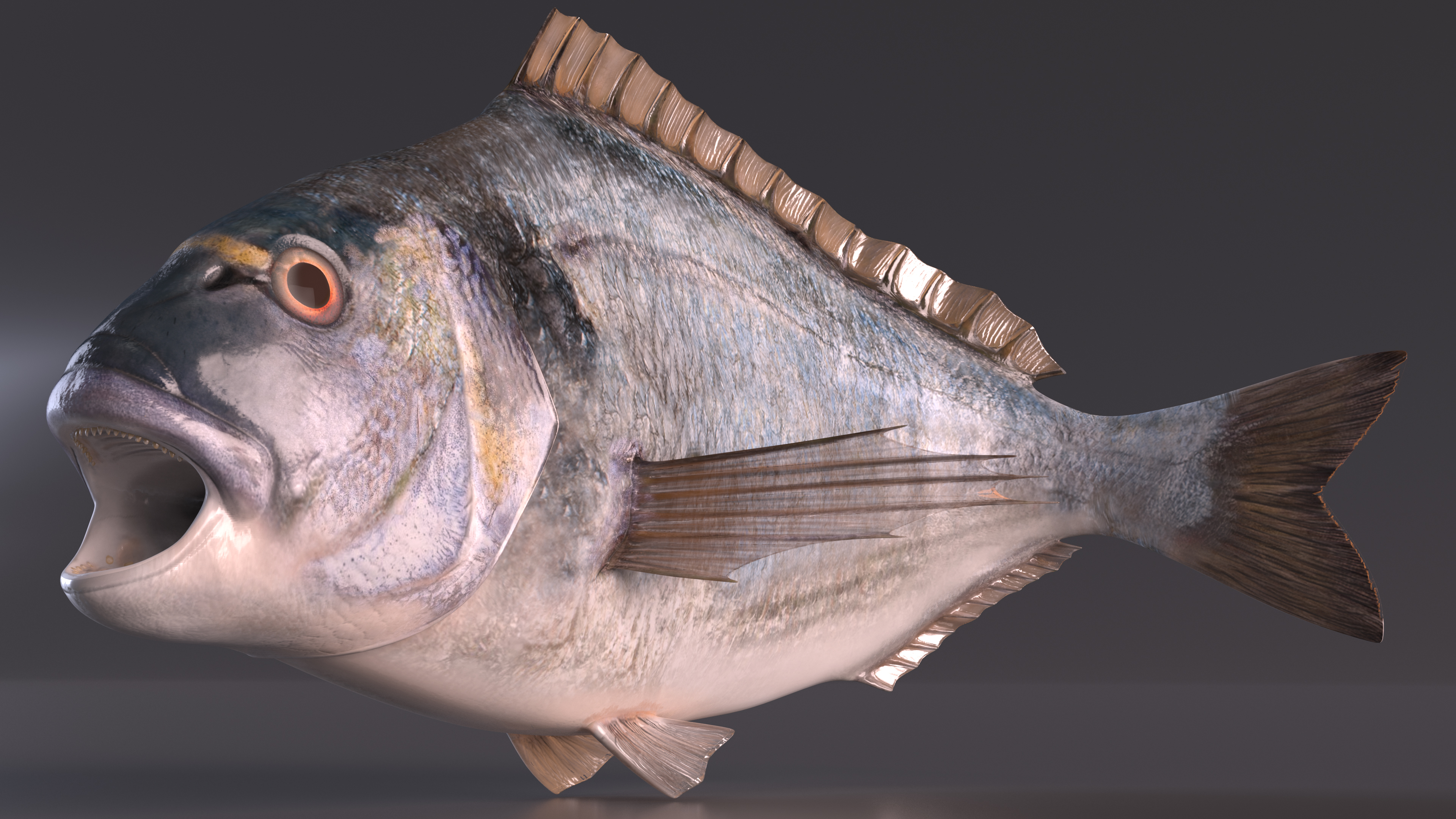 3D model Gilthead Bream Fish Rigged for Cinema 4D