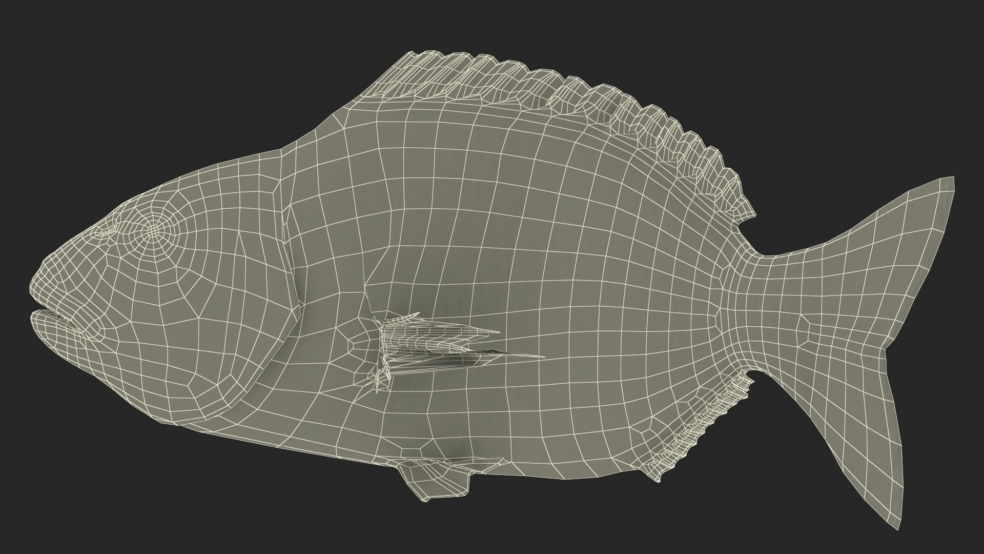 3D model Gilthead Bream Fish Rigged for Cinema 4D