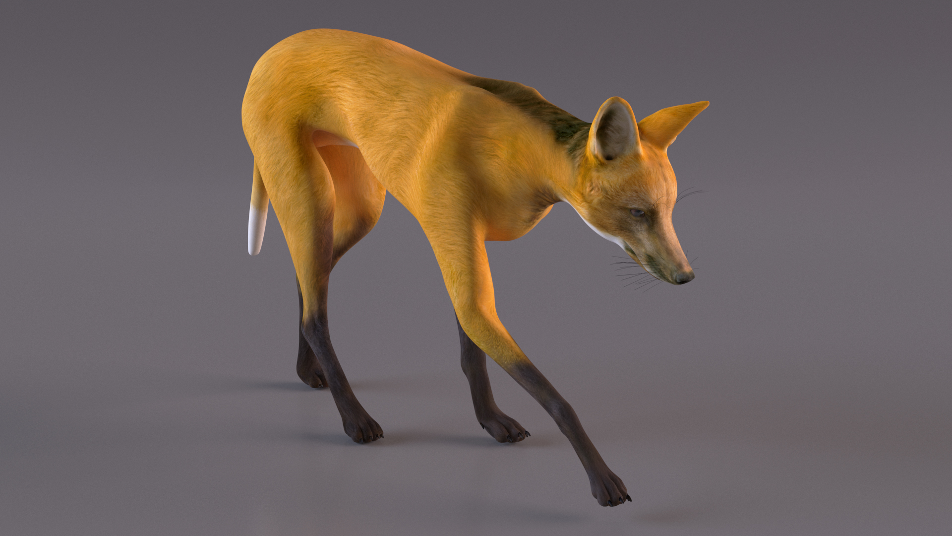 3D Chrysocyon Walking model