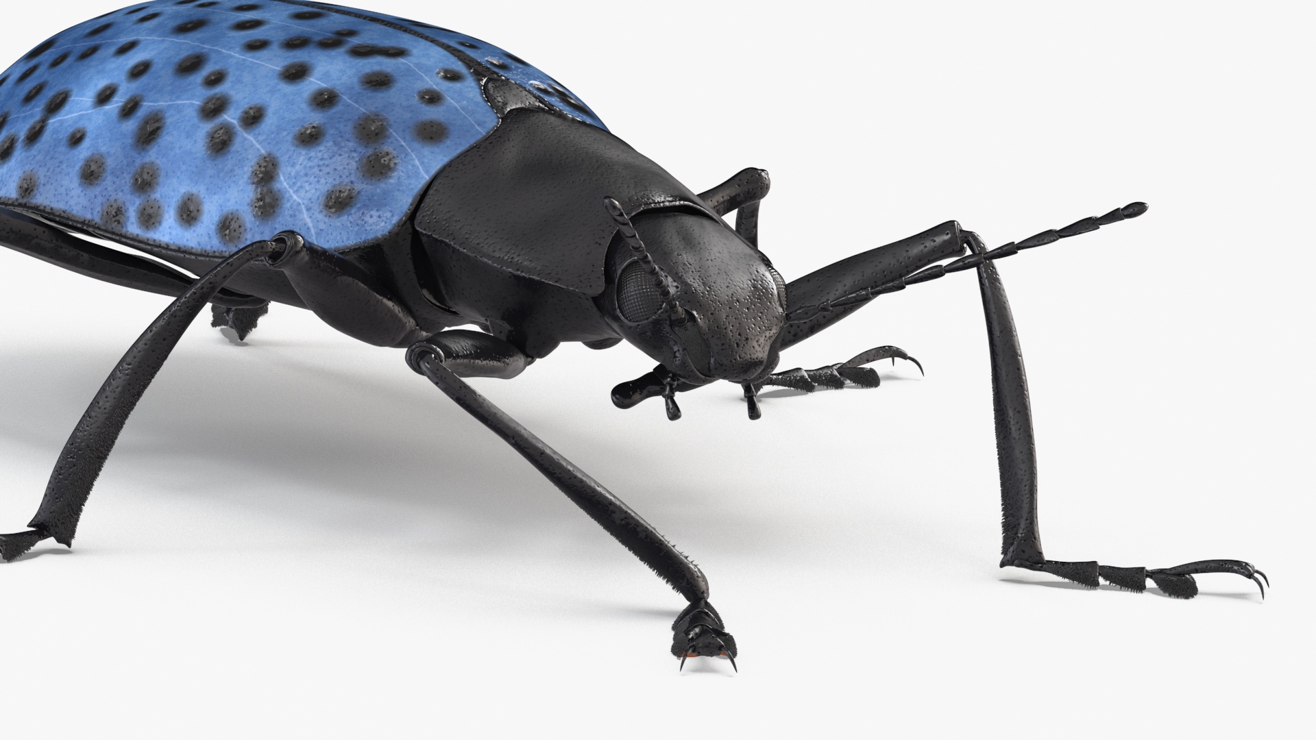 3D Blue Fungus Beetle Insect Fur Rigged