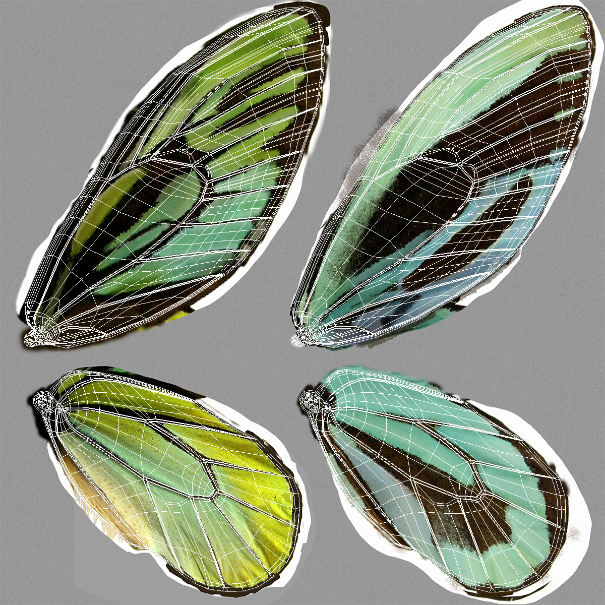 Queen Alexandras Birdwing Butterfly with Fur 3D model