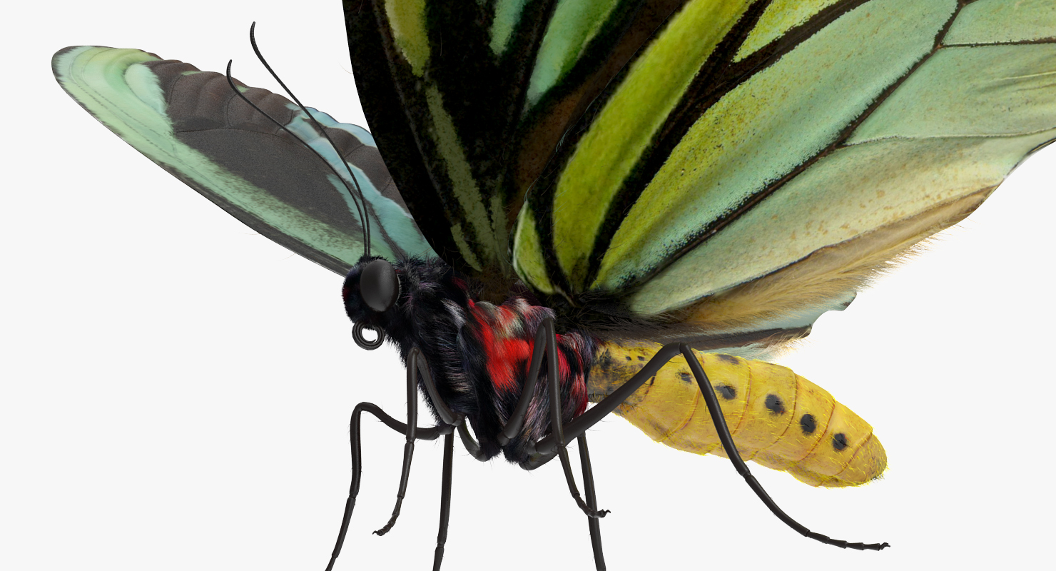 Queen Alexandras Birdwing Butterfly with Fur 3D model