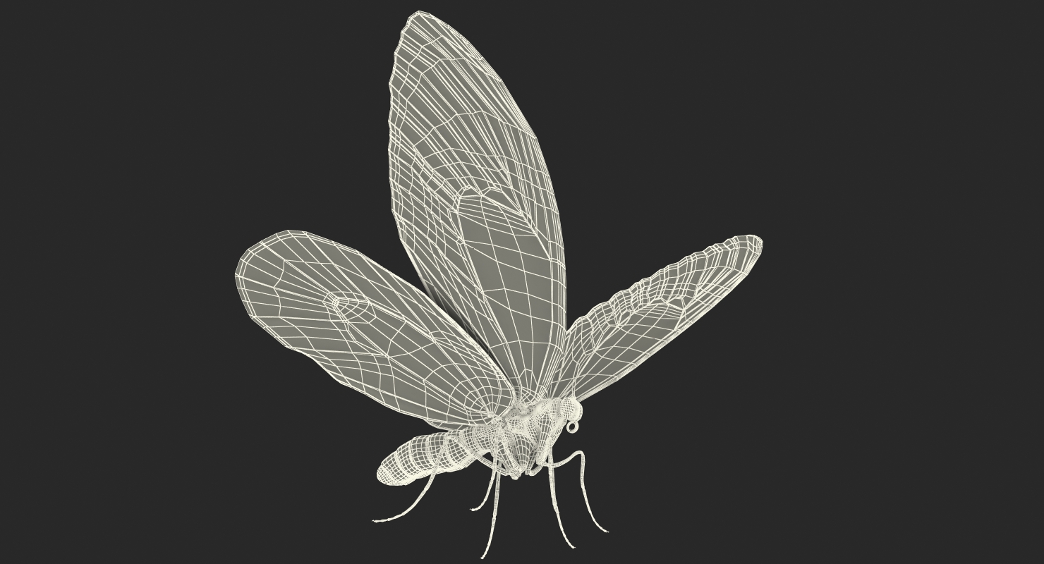 Queen Alexandras Birdwing Butterfly with Fur 3D model
